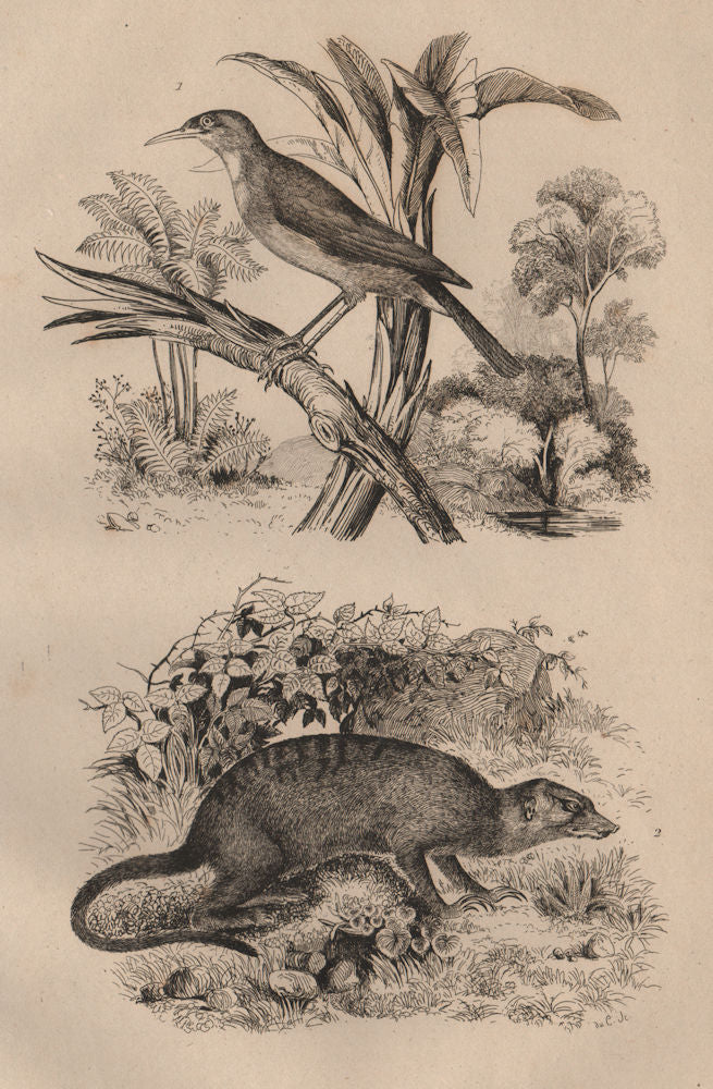Sucrier (Conebill). Surikate (Meerkat) 1834 old antique vintage print picture